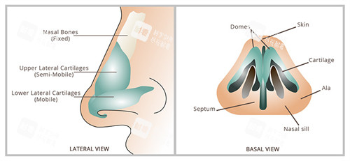 隆鼻手術(shù)動畫