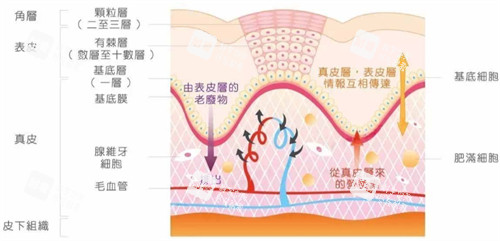皮膚層次簡介圖解 皮膚層次簡介圖解