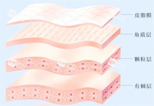 皮膚層次簡介 皮膚層次簡介