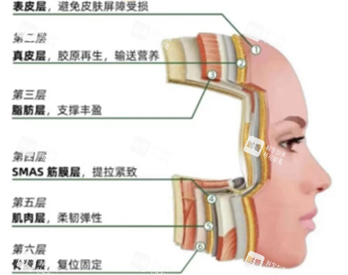 皮膚層次提升作用 皮膚層次提升作用