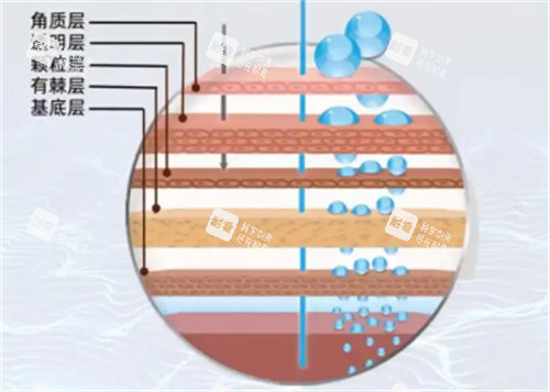 皮膚層次區(qū)別 皮膚層次區(qū)別