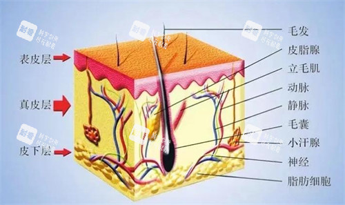 皮膚層次解析 皮膚層次解析