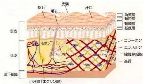 果酸煥膚皮膚層次示意圖 果酸煥膚皮膚層次示意圖
