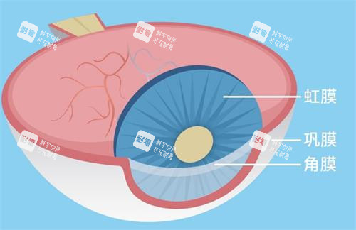 鞏膜的示意圖 鞏膜的示意圖