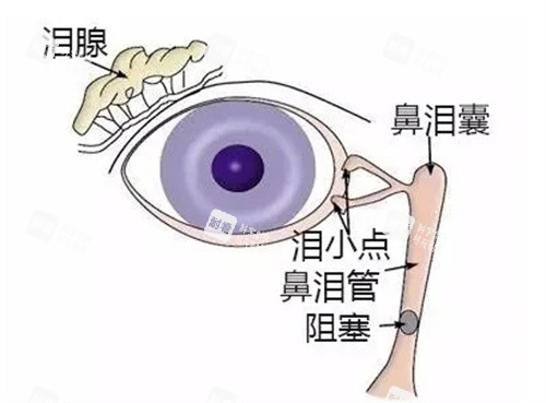 眼睛淚道結(jié)構(gòu)圖 眼睛淚道結(jié)構(gòu)圖