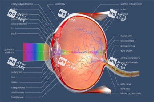 近視（屈光不正）