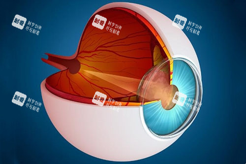 青光眼側(cè)面解刨圖片