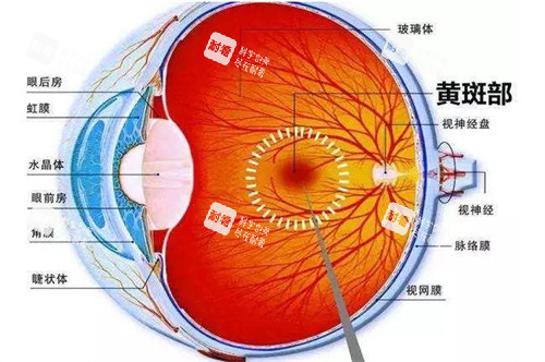 黃斑眼病的所在位置圖解