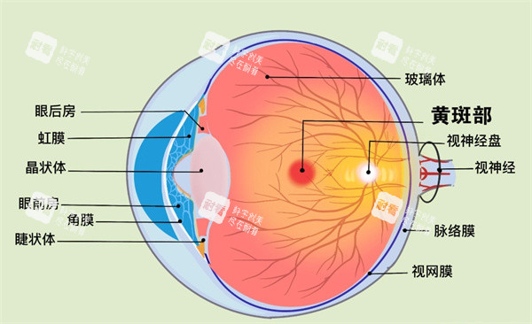 眼球黃斑病