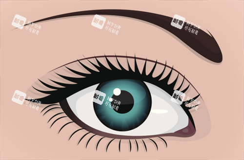 雙眼皮形態(tài) 雙眼皮形態(tài)