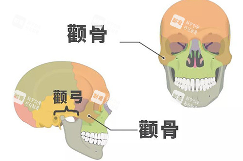 顴骨顴弓示意圖 顴骨顴弓示意圖