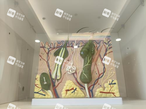 北京大麥微針植發(fā)醫(yī)院毛囊