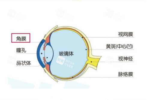 眼球各部位圖