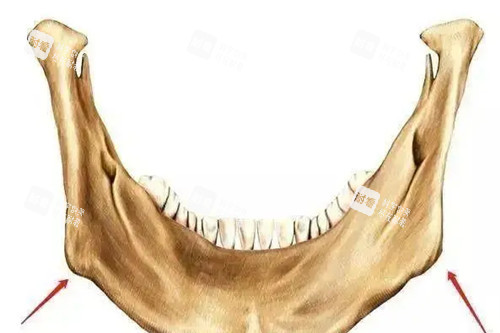 下頜骨結(jié)構(gòu)示意圖 下頜骨結(jié)構(gòu)示意圖