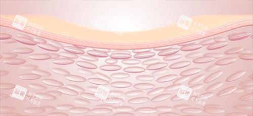 注射前皮膚組織剖面圖 注射前皮膚組織剖面圖