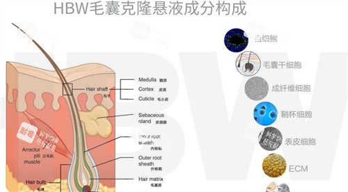 hbw毛囊克隆成分構(gòu)成圖解