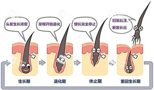 hbw毛囊克隆后頭發(fā)生長周期