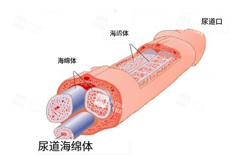 男性海綿體位置圖 男性海綿體位置圖