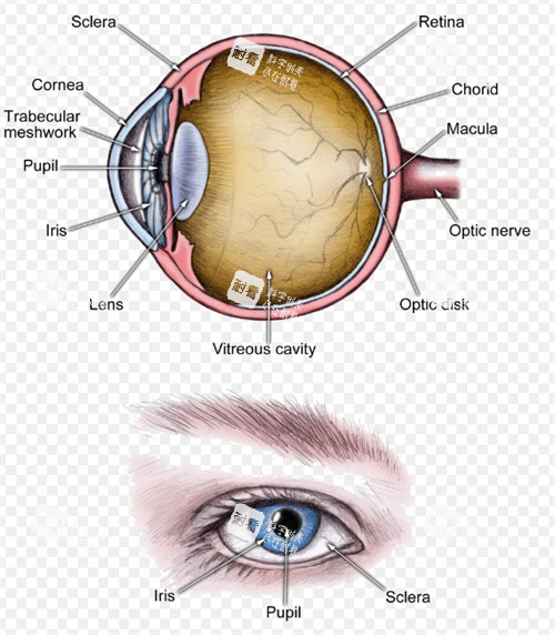 白內(nèi)障眼睛晶體 白內(nèi)障眼睛晶體