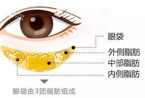 眼睛部位解析圖 眼睛部位解析圖