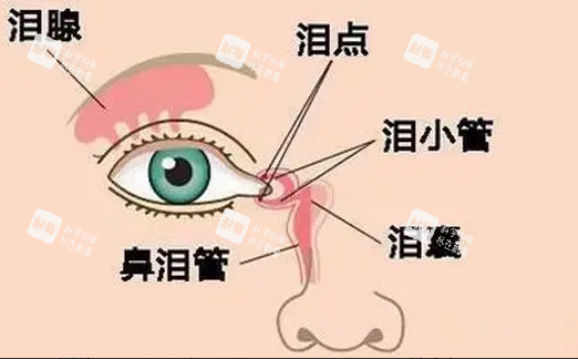 眼部結(jié)構(gòu)圖 眼部結(jié)構(gòu)圖