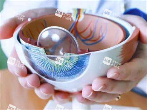 割眼角膜手術(shù)模型展示